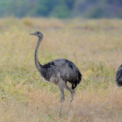 Greater Rhea (1)